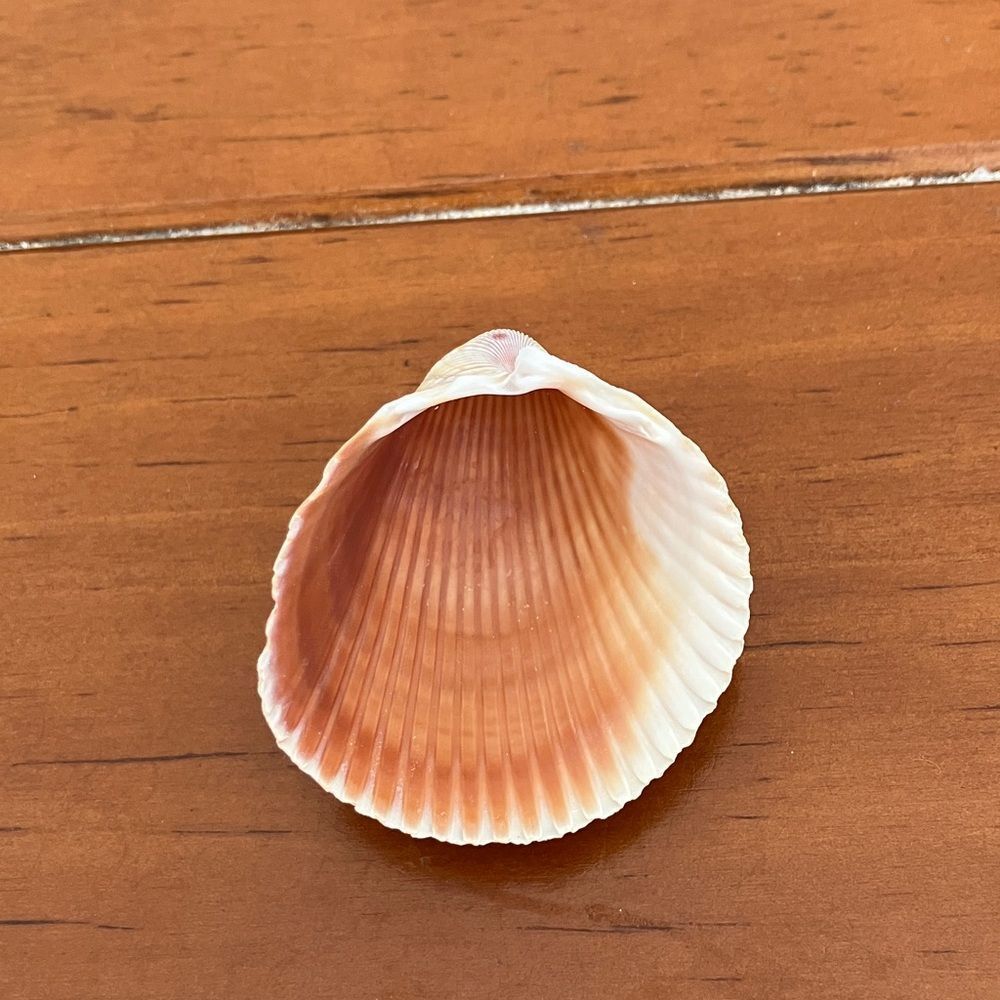 Shell - Picture 2 of 2